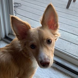 Meet your Posher, Al